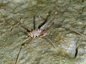 Dolichopode