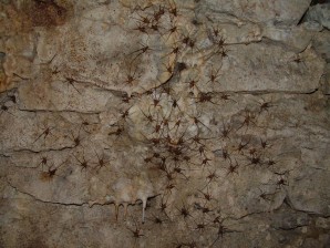 Dolichopoda