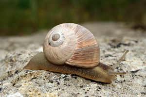 Helix melanostoma