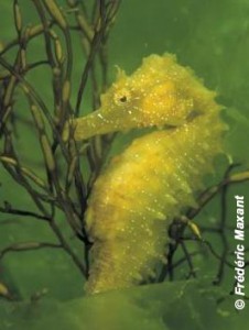 H.guttulatus