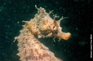 H.hippocampus