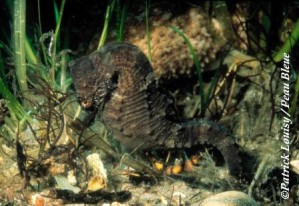 H.hippocampusMale