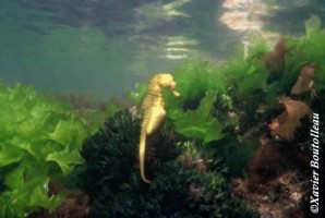 hippocampe Xavier Boutolleau
