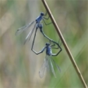 lestes