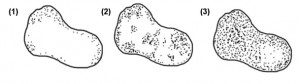 classe de structure des hlophytes