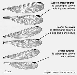 PterographieLeste