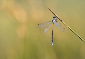 Femelle au reveil avec rosee sur ailes ecartees