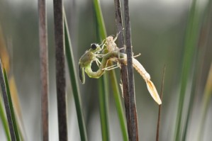 Metamorphose