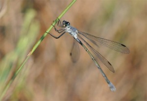 Lestes macrostigma femelle adulte
