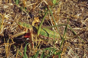 Saga hellenica femelle