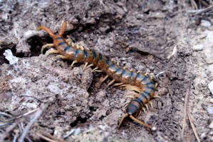 Scolopendra cingulata