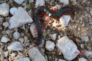 Scolopendra cingulata