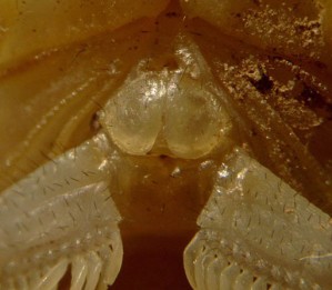 Male
