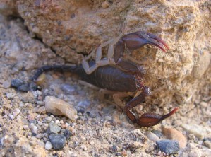 Scorpion