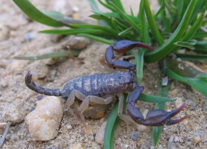 Scorpion