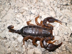 caparticus
