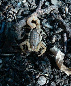 scorpion sp