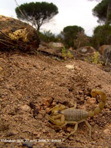 Scorpion (Braud)