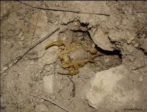 Scorpion (Fouert-Pouret)