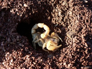 Scorpion (Lauras)
