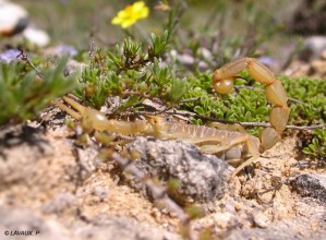Scorpion (Lavaux)