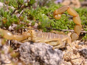 Scorpion (Lavaux)