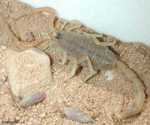 Scorpion (Malaval)