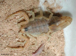 Scorpion (Malaval)