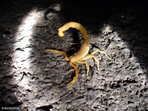 Scorpion (Micheneau)