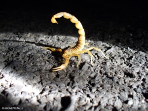Scorpion (Micheneau)