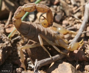 Scorpion (Olive)