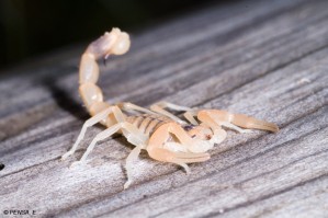 Scorpion (Pensa)
