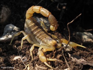 Scorpion (Ponel)