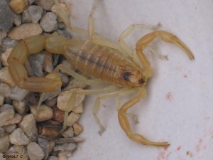 Scorpion (Rault)