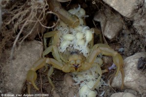 Scorpion +Pullus.jpg