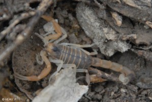 Scorpion (Veau)