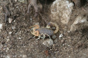 Scorpion (Vizcano)