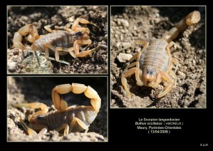 Scorpion (Vizcano)