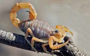 Scorpion languedocien