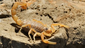 Scorpion languedocien