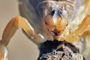 Scorpion languedocien