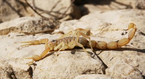 Scorpion (Giffon)