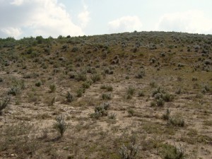 Habitat