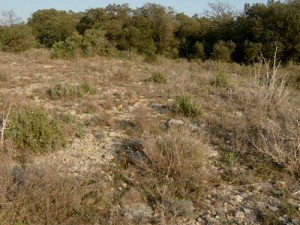 Habitat