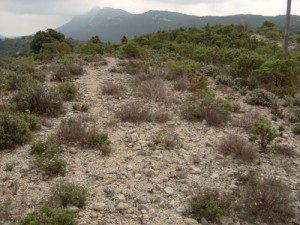 Habitat