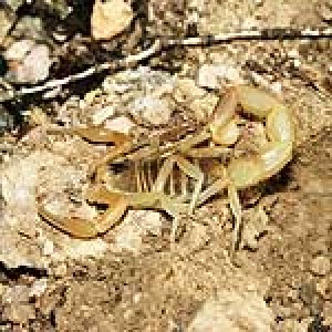 Buthus occitanus JLH