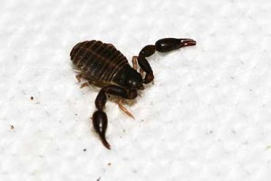 Pseudoscorpion JLH