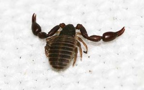 Pseudoscorpion JLH