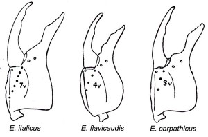 Identification des Euscorpius de France
