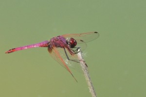 trithemis